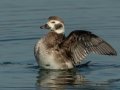 Long-tailed Duck
