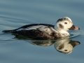Long-tailed Duck