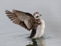 Long-tailed Duck