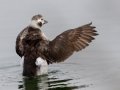 Long-tailed Duck