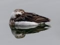 Long-tailed Duck