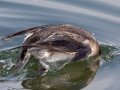 Long-tailed Duck