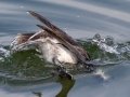Long-tailed Duck