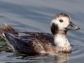 Long-tailed Duck