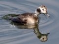 Long-tailed Duck