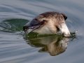 Long-tailed Duck