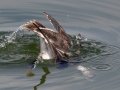 Long-tailed Duck