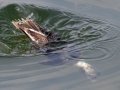 Long-tailed Duck