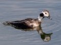Long-tailed Duck