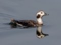 Long-tailed Duck