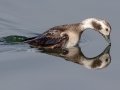 Long-tailed Duck