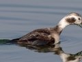 Long-tailed Duck