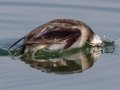 Long-tailed Duck