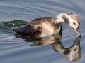 Long-tailed Duck