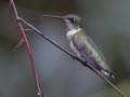 Ruby-throated Hummingbird  - Big Branch Marsh National Wildlife Refuge, Lacombe
