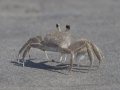 Crab  - Elmer's Island Wildlife Refuge