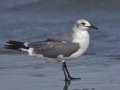 Laughing Gull  - Definitive Basic plumage  - Kenner City Park, Kenner