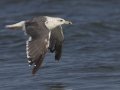 Lesser Black-backed Gull  - Elmer's Island Wildlife Refuge