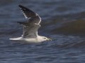 Lesser Black-backed Gull  - Elmer's Island Wildlife Refuge