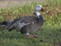 Snow Goose - Blue Morph