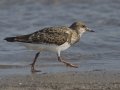 Ruddy Turnstone - Elmer's Island Wildlife Refuge