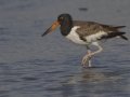 American Oystercatcher - Elmer's Island Wildlife Refuge