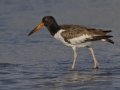 American Oystercatcher - Elmer's Island Wildlife Refuge