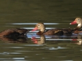 Black-bellied Whistling-Duck  - Lake Martin