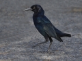 Boat-tailed Grackle Lafreniere Park, Metairie