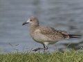 Laughing Gull - Juvenile - Kenner City Park, Kenner