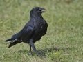 Fish Crow  Kenner City Park, Kenner