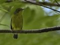 Canada Warbler Couturie Forest, City Park, New Orleans