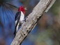Red-headed Woodpecker  - Big Branch Marsh National Wildlife Refuge, Lacombe