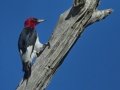 Red-headed Woodpecker  - Big Branch Marsh National Wildlife Refuge, Lacombe