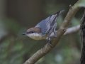 Brown-headed Nuthatch  - Big Branch Marsh National Wildlife Refuge, Lacombe
