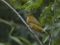 Summer Tanager  - Big Branch Marsh National Wildlife Refuge, Lacombe