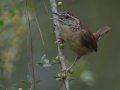 Carolina Wren  - Big Branch Marsh National Wildlife Refuge, Lacombe