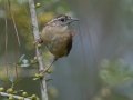 Carolina Wren  - Big Branch Marsh National Wildlife Refuge, Lacombe