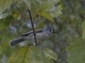 Tufted Titmouse  - Big Branch Marsh National Wildlife Refuge, Lacombe