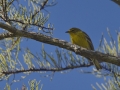 Pine Warbler  - Big Branch Marsh National Wildlife Refuge, Lacombe