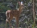 White-tailed Deer fawn - Fontainebleau State Park, Mandeville