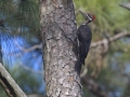 Pileated Woodpecker female - Big Branch Marsh National Wildlife Refuge, Lacombe