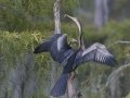 Anhinga - Lake Martin