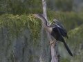 Anhinga - Lake Martin