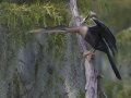 Anhinga - Lake Martin