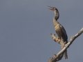 Anhinga - Lake Martin