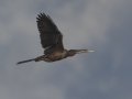 Anhinga - Lake Martin