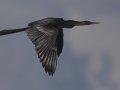 Anhinga - Lake Martin