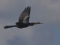 Anhinga - Lake Martin