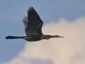 Anhinga - Lake Martin